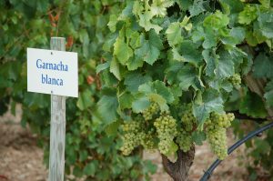 sign garnacha blanca with grape vines 