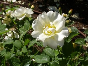 a white rose in bloom