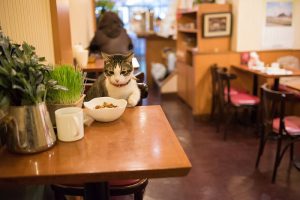 cat sitting at table