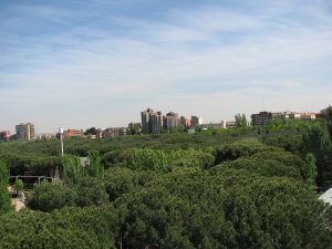 trees at la casa de campo park in madrid