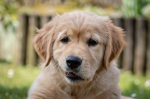 golden retriever puppy