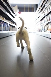 puppy running in pet shop