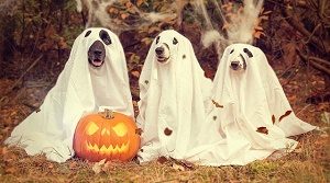 three dogs in halloween costume