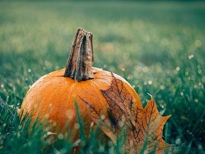 pumpkin with leave in grass