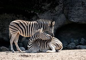 two zebras