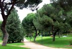 trees and walking path in park
