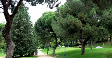 trees and walking path in park