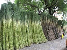 best mojitos in madrid sugar cane