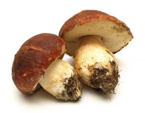 boletus