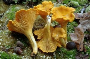 cantharellus