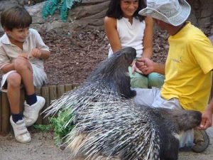 children_with_porcupine-Madrid-Spain-de242cf9fed940df9ebd093c115bad5d_c