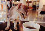 cat near cup of coffee