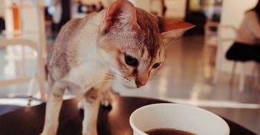 cat near cup of coffee