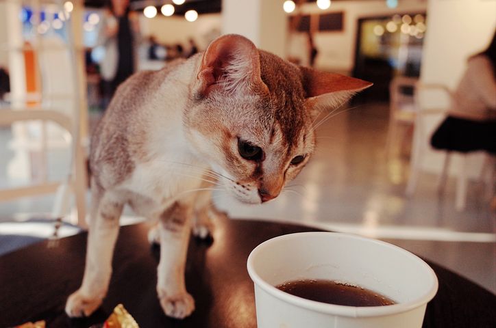 cat near cup of coffee