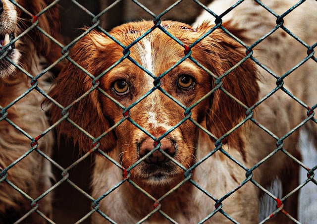 dog behind fence