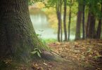 tree trunk in forest
