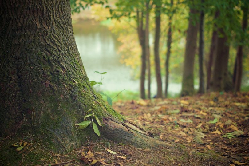 tree trunk in forest