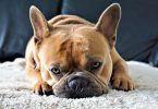 bull dog on coach
