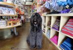 large dog sitting in pet shop
