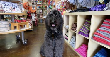 large dog sitting in pet shop