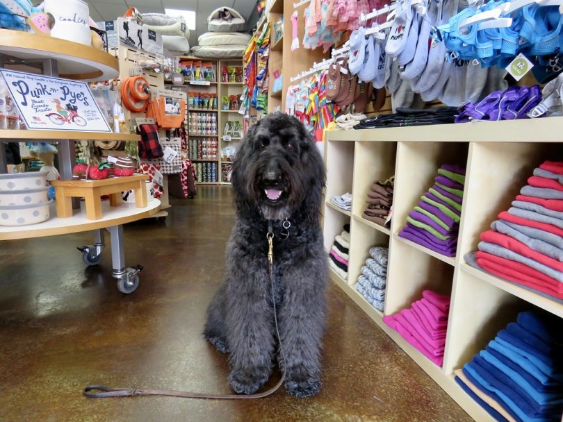 large dog sitting in pet shop