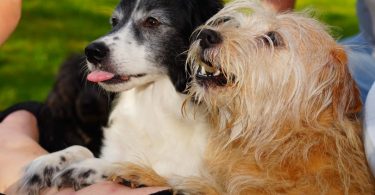 two dogs and one in the background